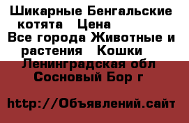 Шикарные Бенгальские котята › Цена ­ 25 000 - Все города Животные и растения » Кошки   . Ленинградская обл.,Сосновый Бор г.